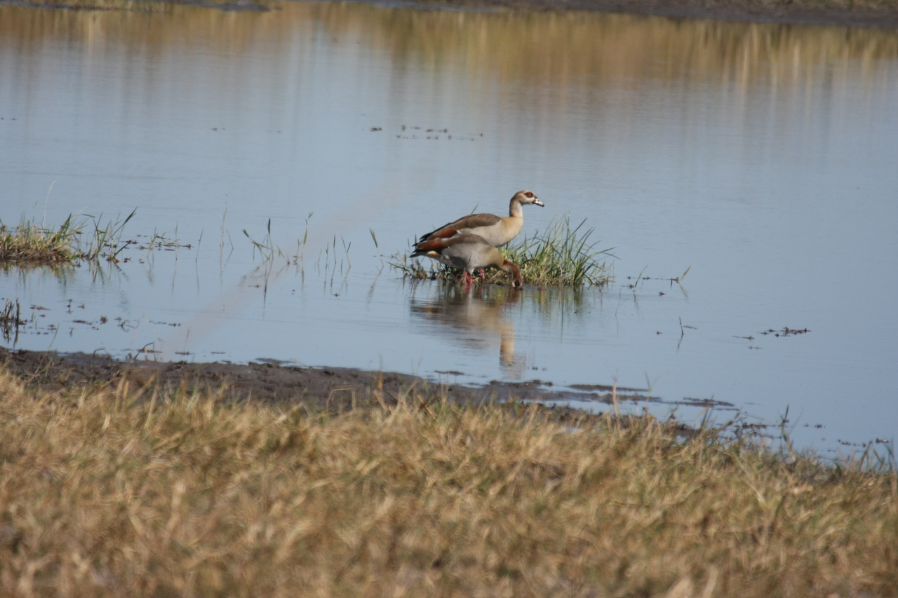 [19776] 2016_06_28_05_33_59_Africa_Canon_EOS_40D_IMG__00717.jpg