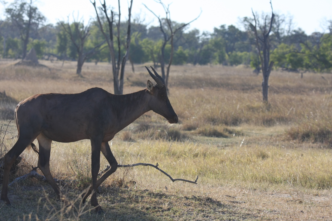 [19973] 2016_06_28_10_22_29_Africa_Canon_EOS_40D_IMG__00725.jpg