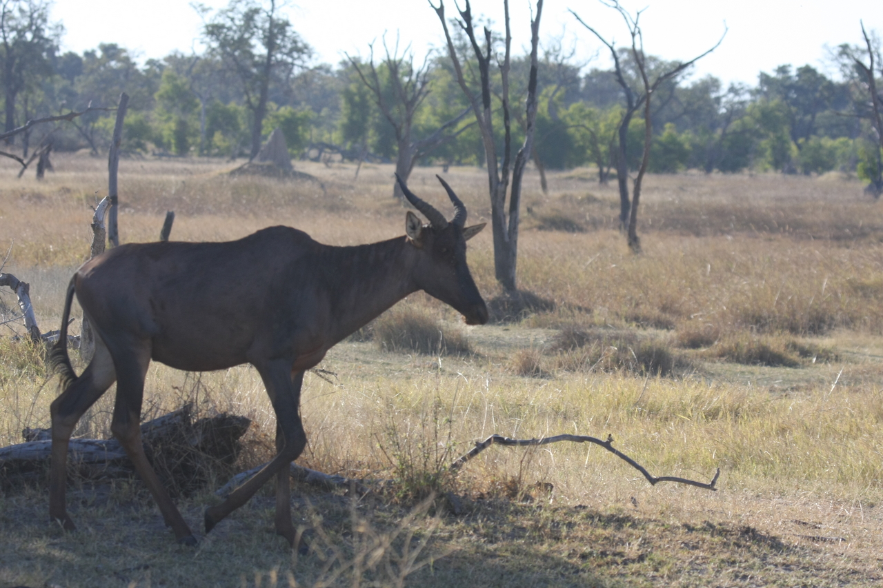 [19977] 2016_06_28_10_22_29_Africa_Canon_EOS_40D_IMG__10556.jpg