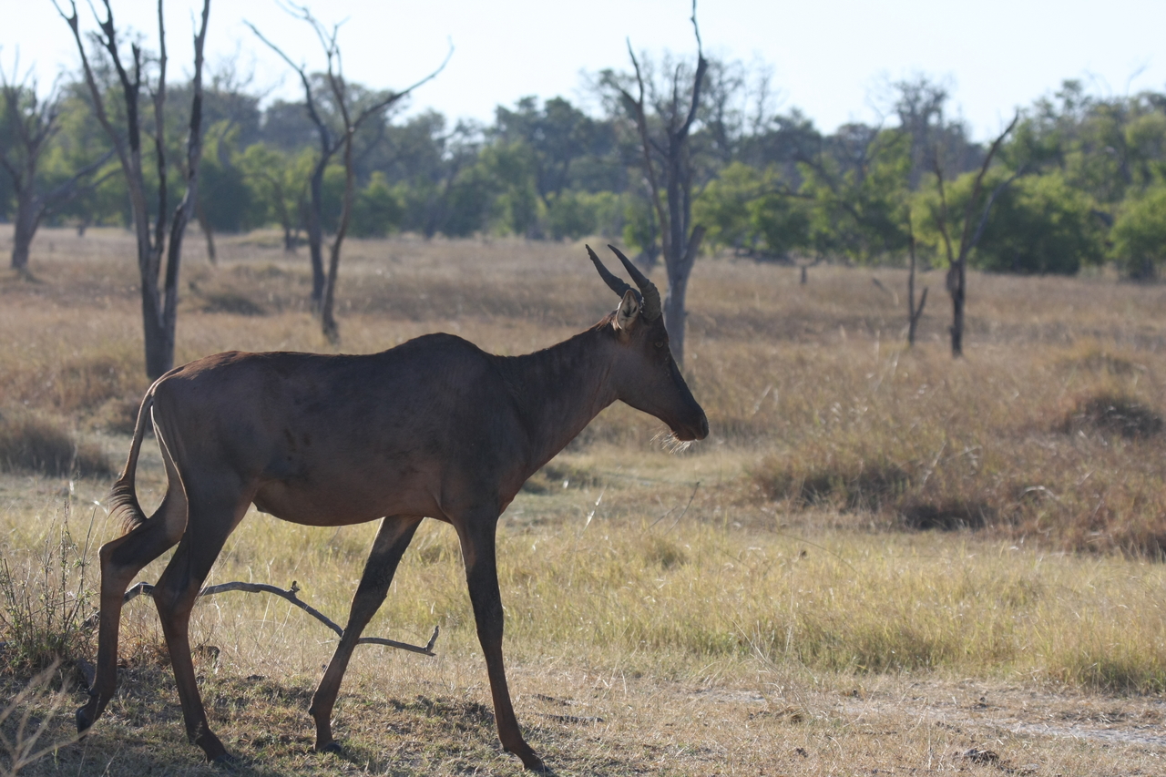 [19982] 2016_06_28_10_22_30_Africa_Canon_EOS_40D_IMG__10560.jpg