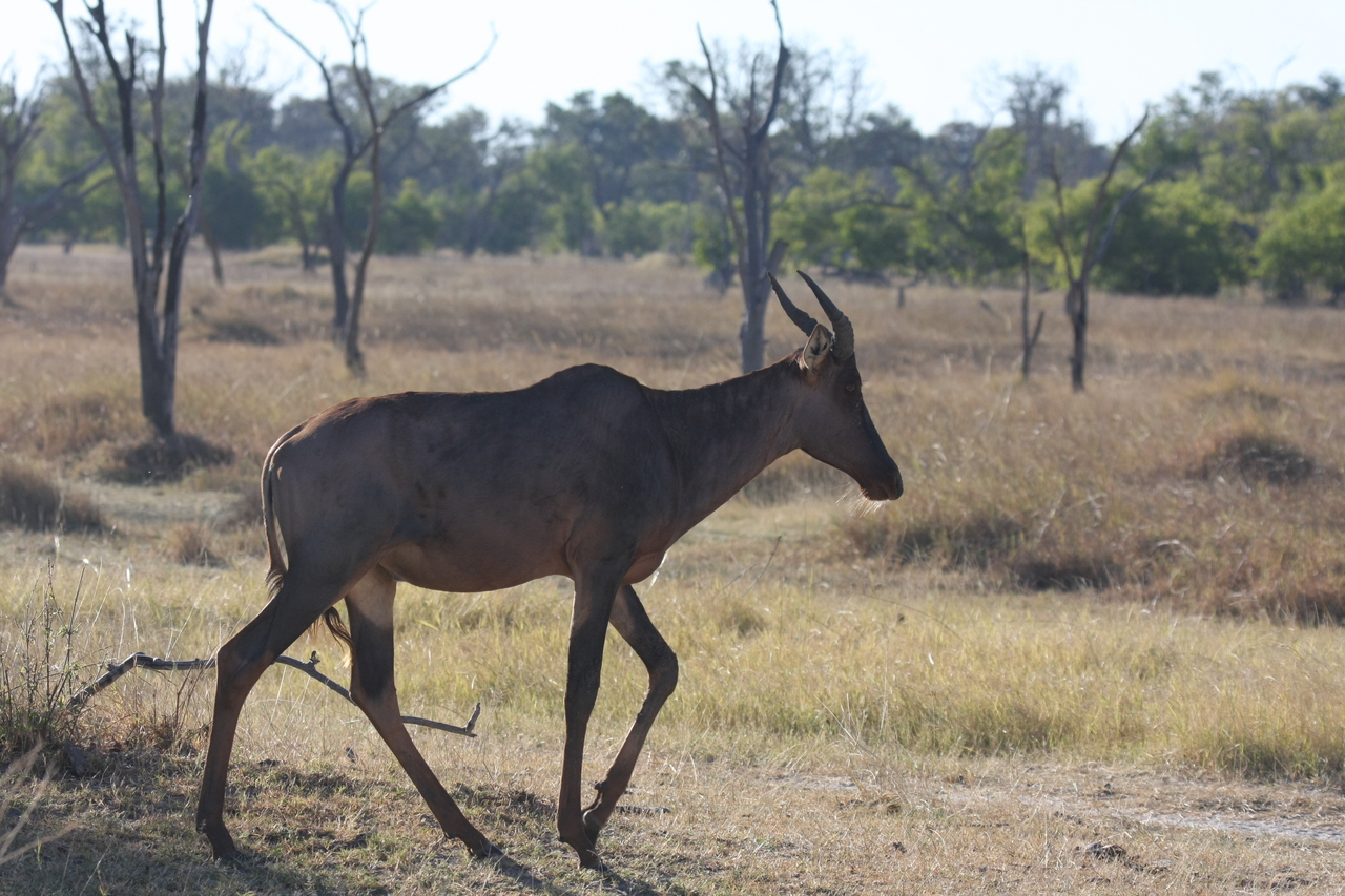 [19985] 2016_06_28_10_22_31_Africa_Canon_EOS_40D_IMG__10561.jpg