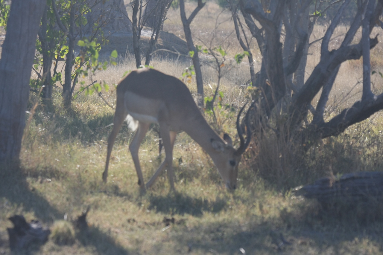 [19988] 2016_06_28_10_22_39_Africa_Canon_EOS_40D_IMG__03115.jpg
