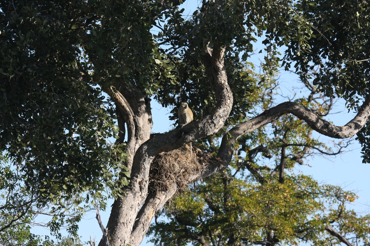 [19996] 2016_06_28_10_27_44_Africa_Canon_EOS_40D_IMG__10564.jpg