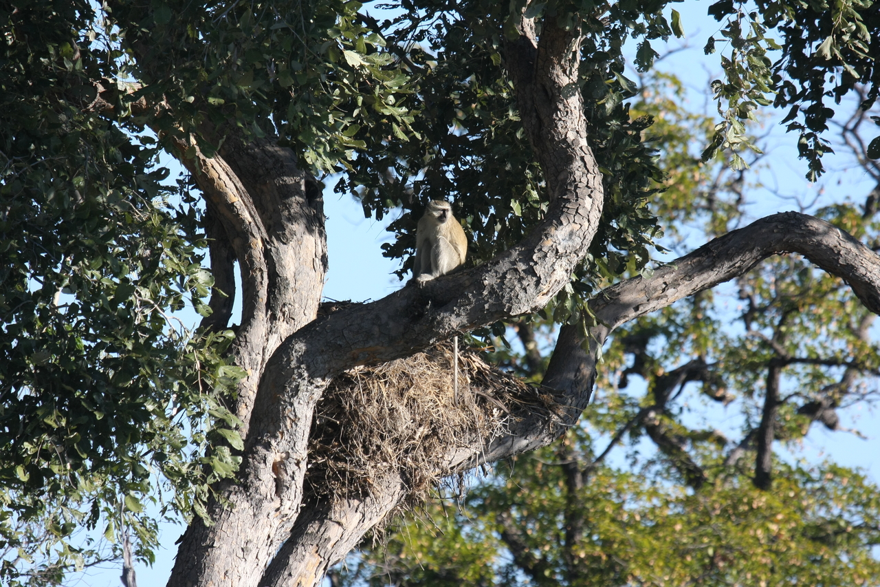 [20018] 2016_06_28_10_28_36_Africa_Canon_EOS_40D_IMG__03126.jpg