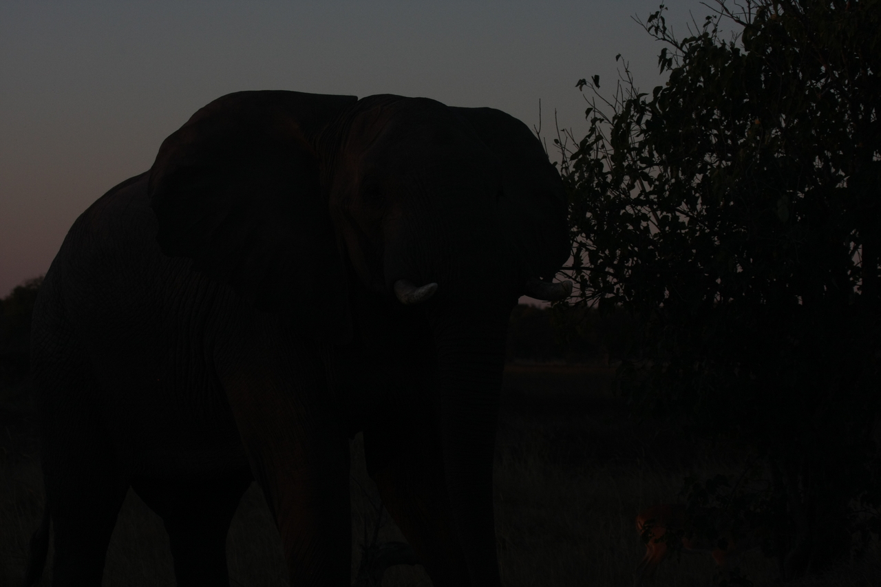 [20097] 2016_06_28_11_51_28_Africa_Canon_EOS_40D_IMG__00748.jpg