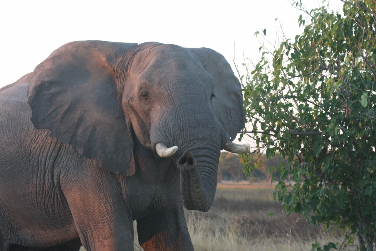 [20107] 2016_06_28_11_51_35_Africa_Canon_EOS_40D_IMG__10584.jpg