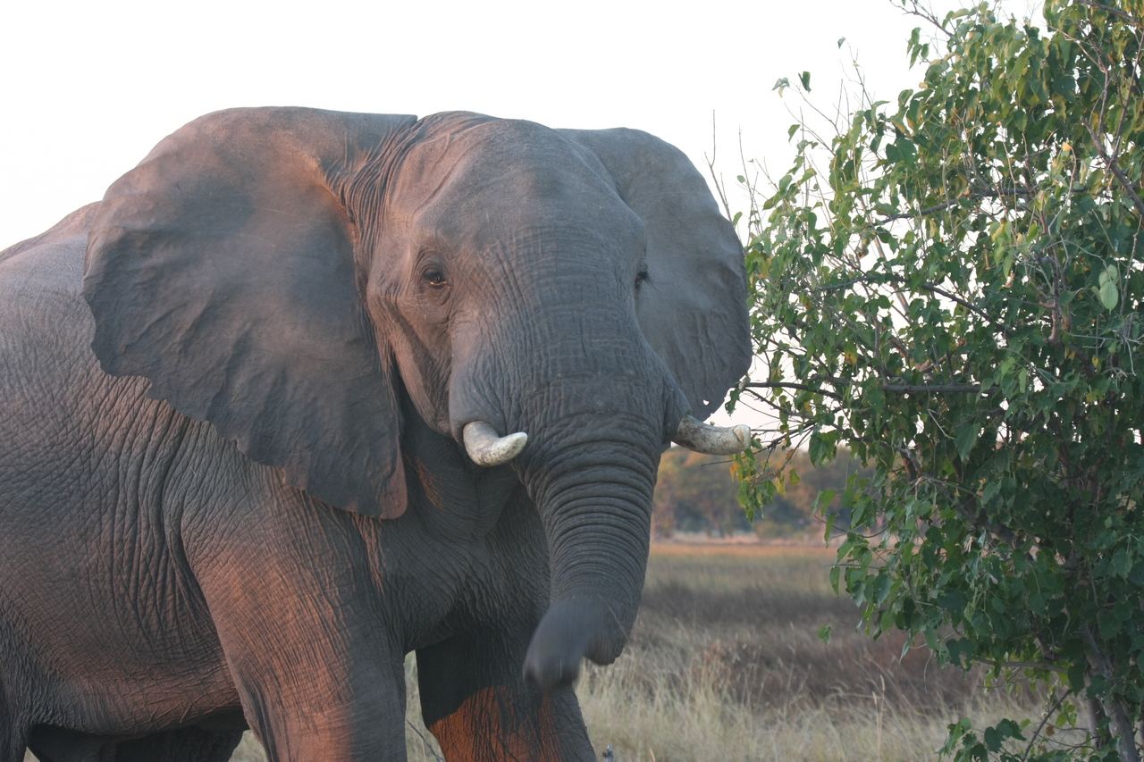 [20108] 2016_06_28_11_51_35_Africa_Canon_EOS_40D_IMG__10585.jpg