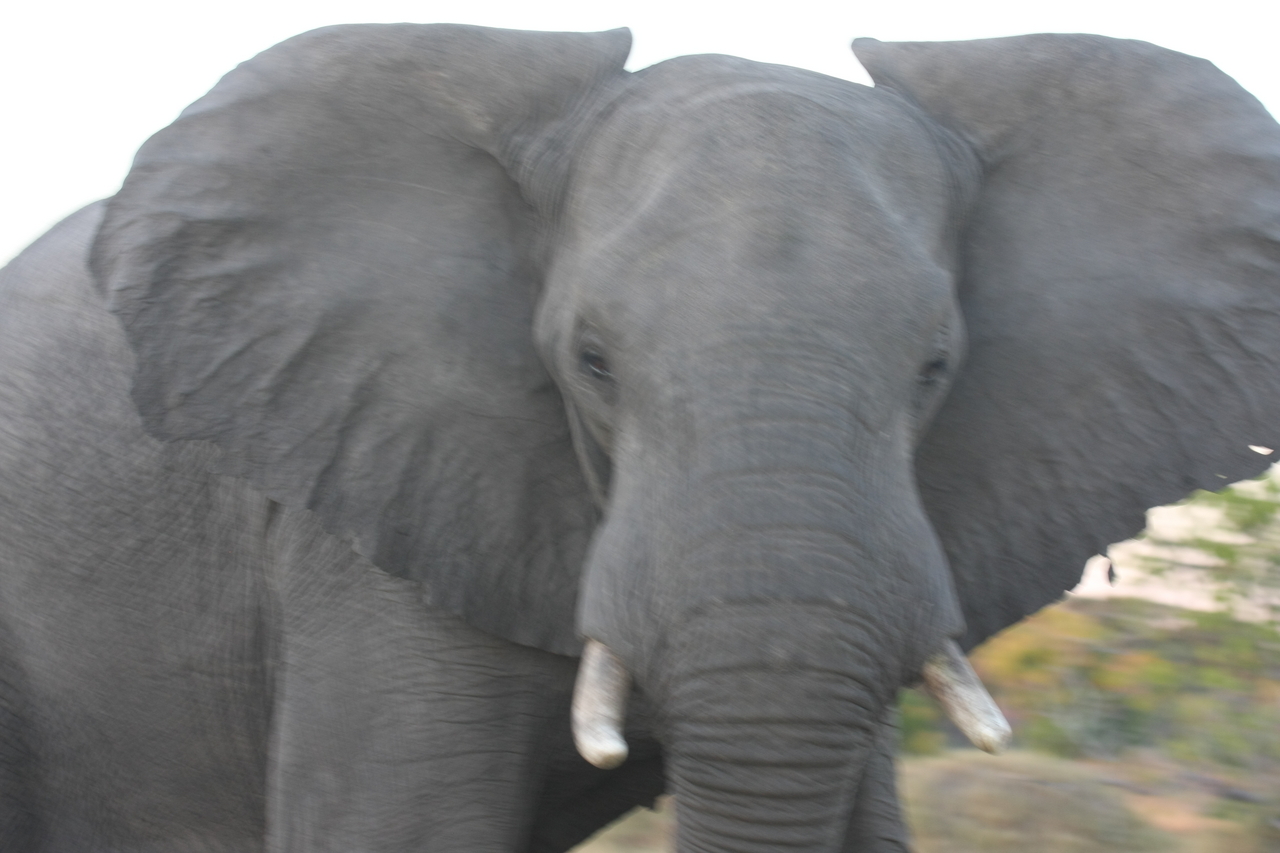 [20115] 2016_06_28_11_52_29_Africa_Canon_EOS_40D_IMG__00752.jpg
