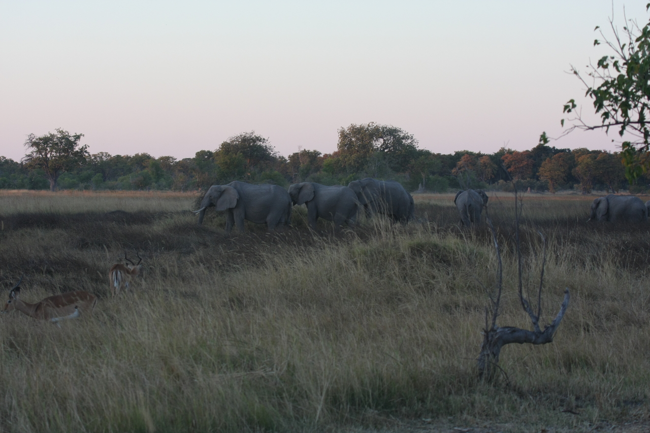 [20124] 2016_06_28_11_52_42_Africa_Canon_EOS_40D_IMG__00755.jpg