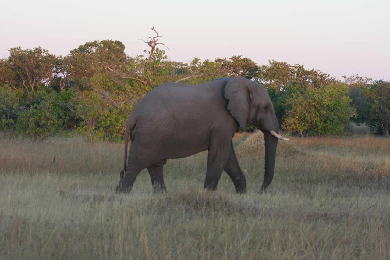 [20149] 2016_06_28_11_53_04_Africa_Canon_EOS_40D_IMG__10597.jpg