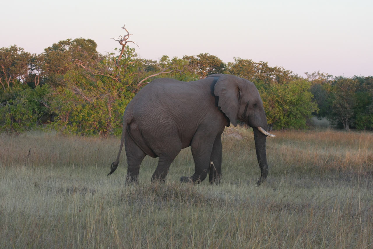 [20153] 2016_06_28_11_53_05_Africa_Canon_EOS_40D_IMG__10599.jpg