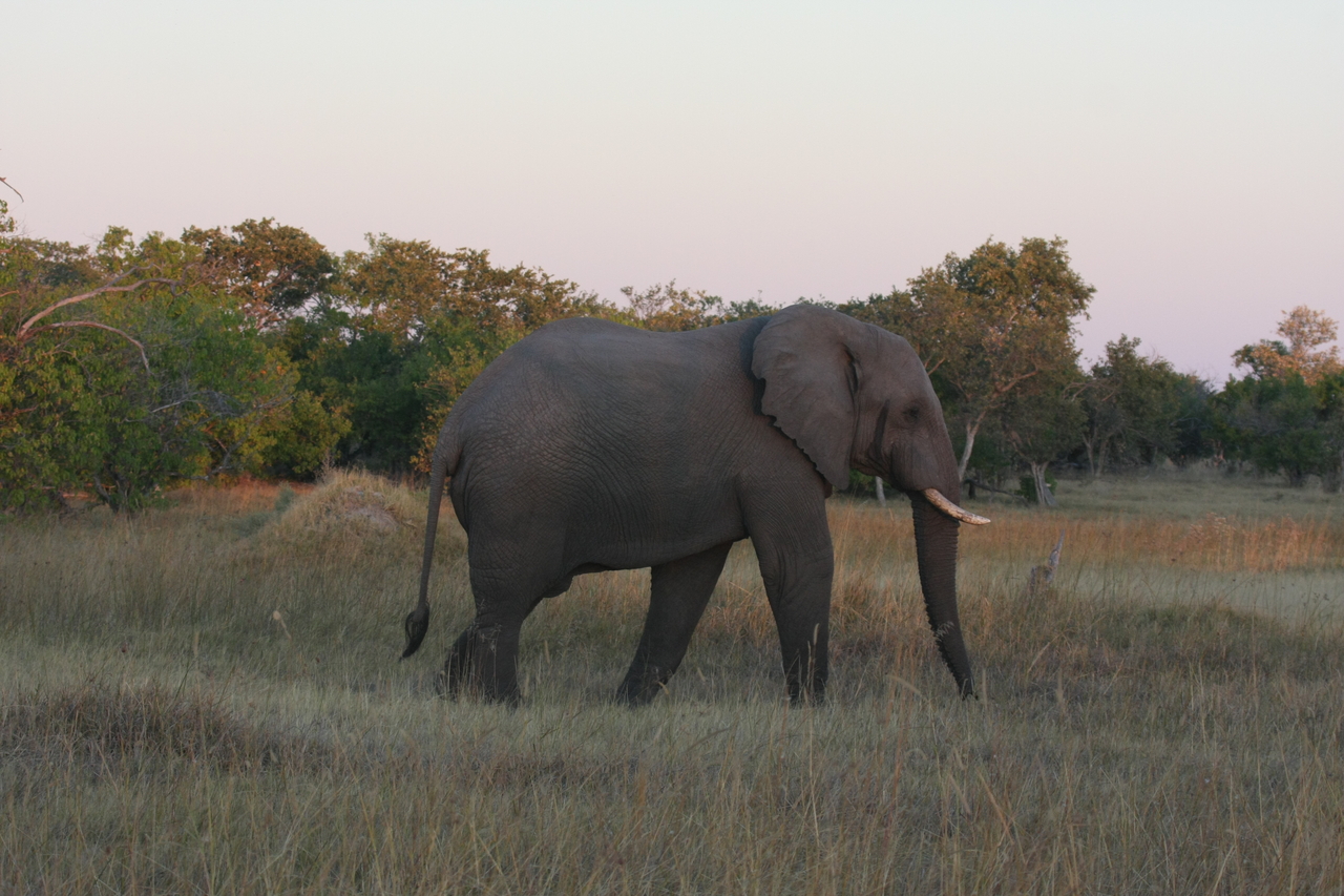 [20159] 2016_06_28_11_53_09_Africa_Canon_EOS_40D_IMG__03154.jpg