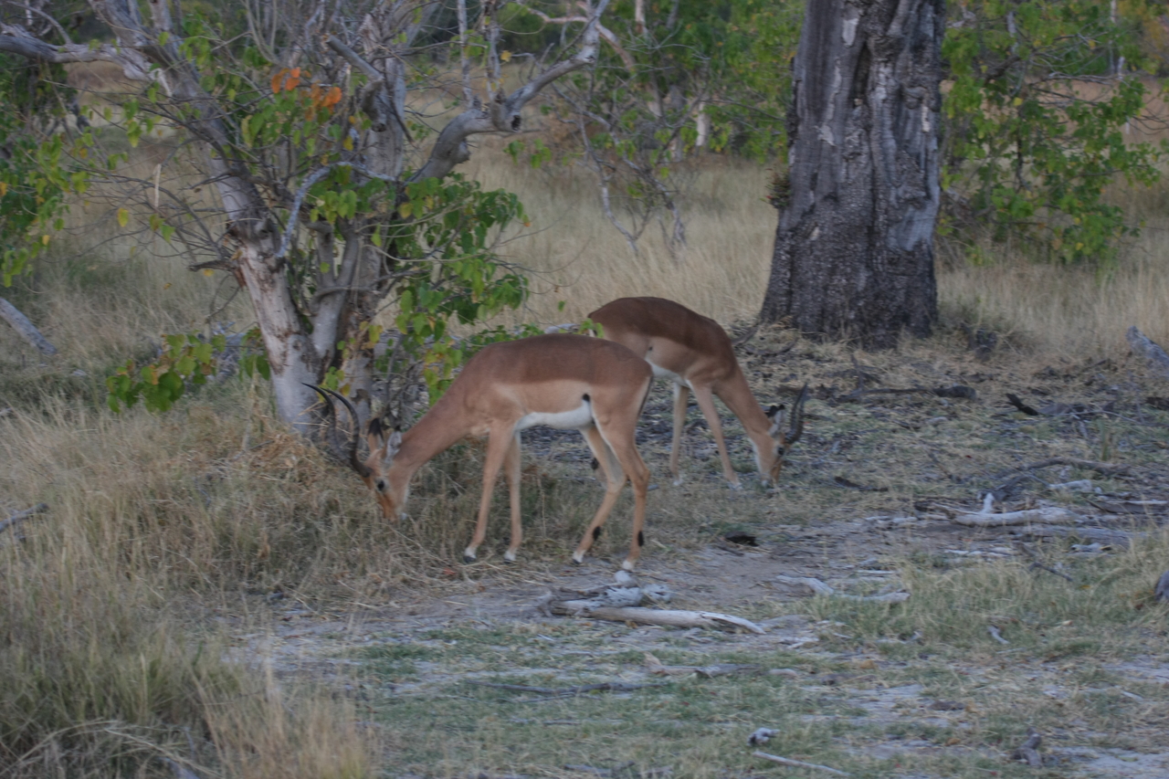 [20193] 2016_06_28_11_54_30_Africa_Canon_EOS_40D_IMG__00782.jpg