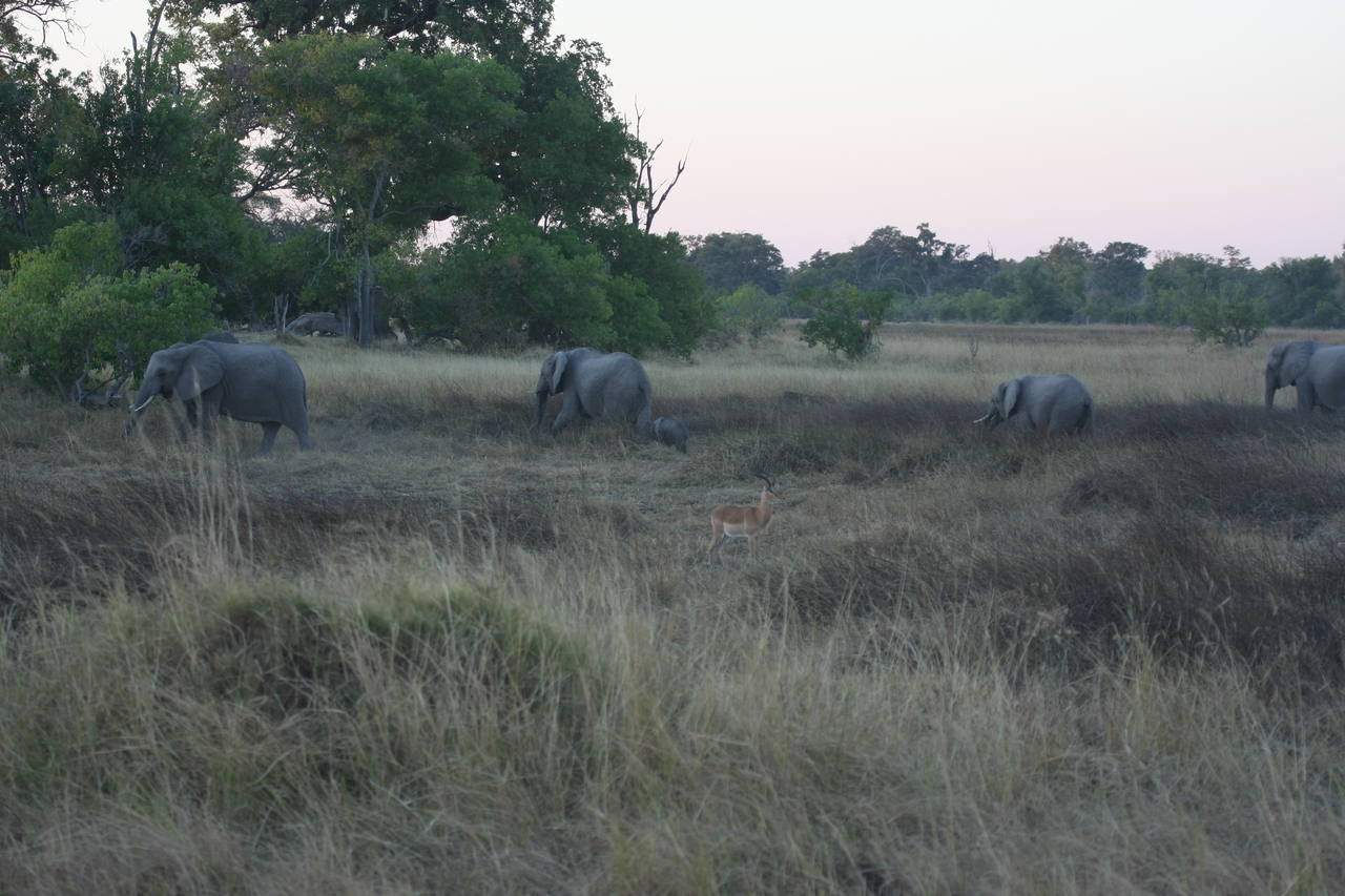 [20207] 2016_06_28_11_55_13_Africa_Canon_EOS_40D_IMG__03170.jpg
