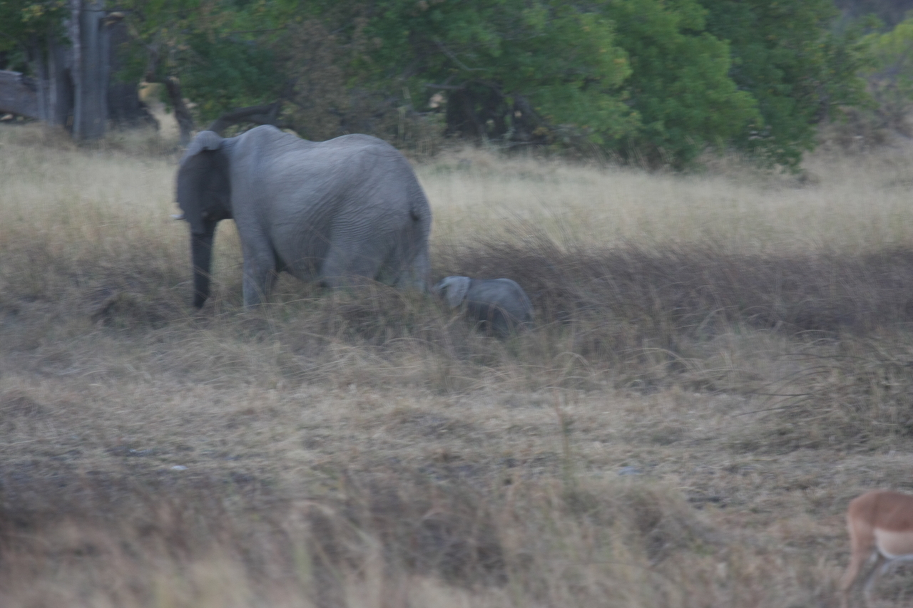 [20211] 2016_06_28_11_55_18_Africa_Canon_EOS_40D_IMG__10618.jpg