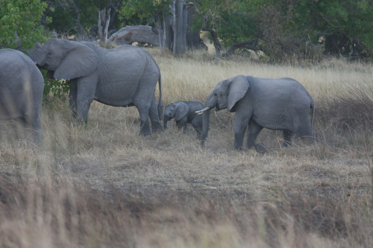 [20220] 2016_06_28_11_55_33_Africa_Canon_EOS_40D_IMG__10619.jpg