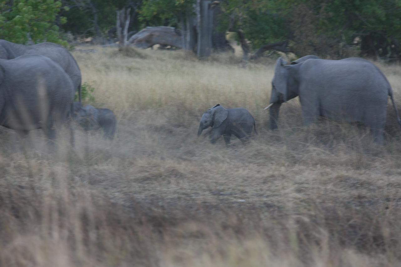 [20227] 2016_06_28_11_55_51_Africa_Canon_EOS_40D_IMG__03174.jpg