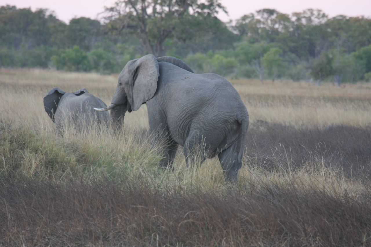 [20241] 2016_06_28_11_56_20_Africa_Canon_EOS_40D_IMG__00795.jpg