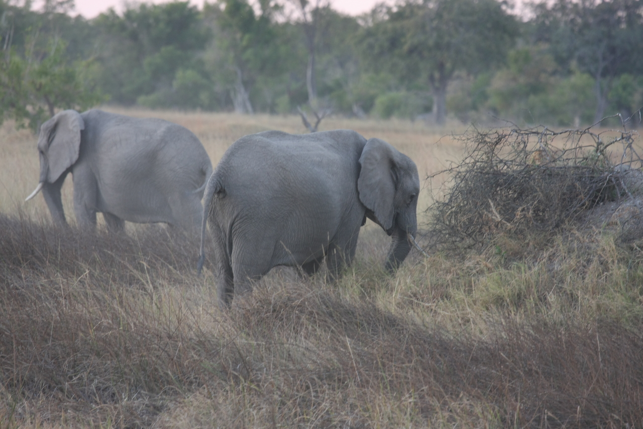 [20248] 2016_06_28_11_56_30_Africa_Canon_EOS_40D_IMG__00796.jpg