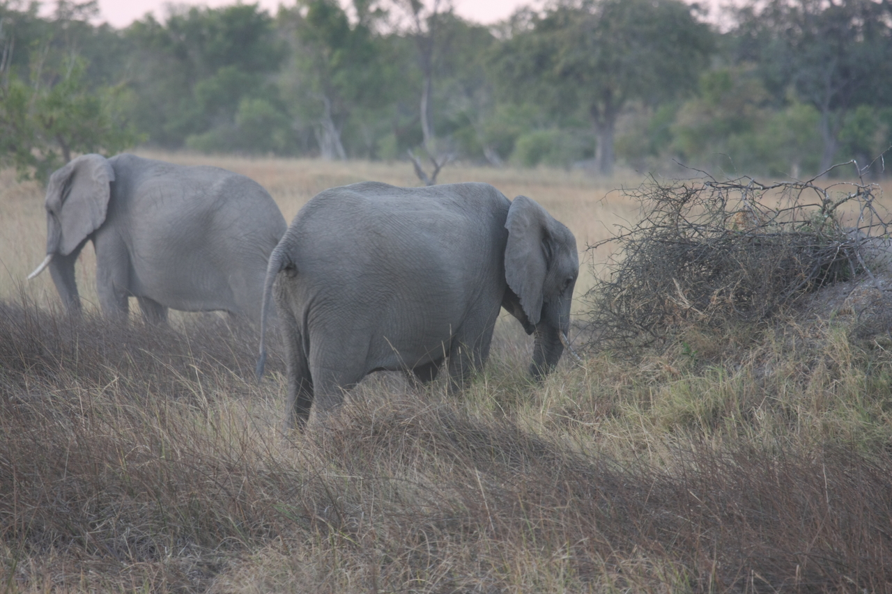 [20251] 2016_06_28_11_56_30_Africa_Canon_EOS_40D_IMG__03184.jpg
