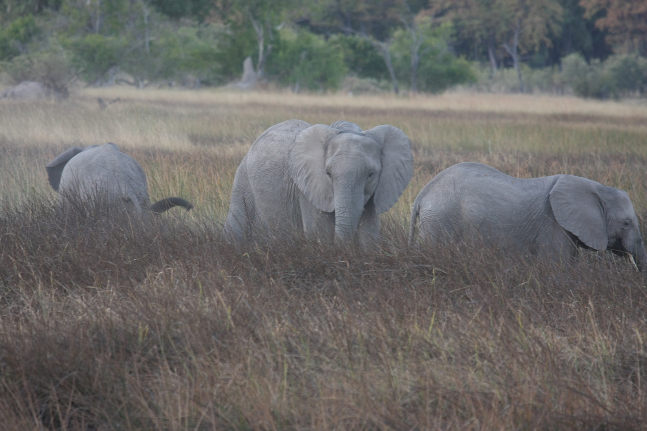[20262] 2016_06_28_11_56_40_Africa_Canon_EOS_40D_IMG__03188.jpg