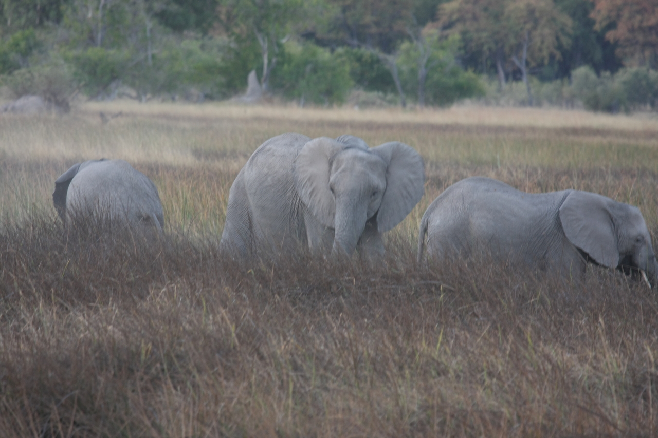 [20263] 2016_06_28_11_56_40_Africa_Canon_EOS_40D_IMG__10633.jpg