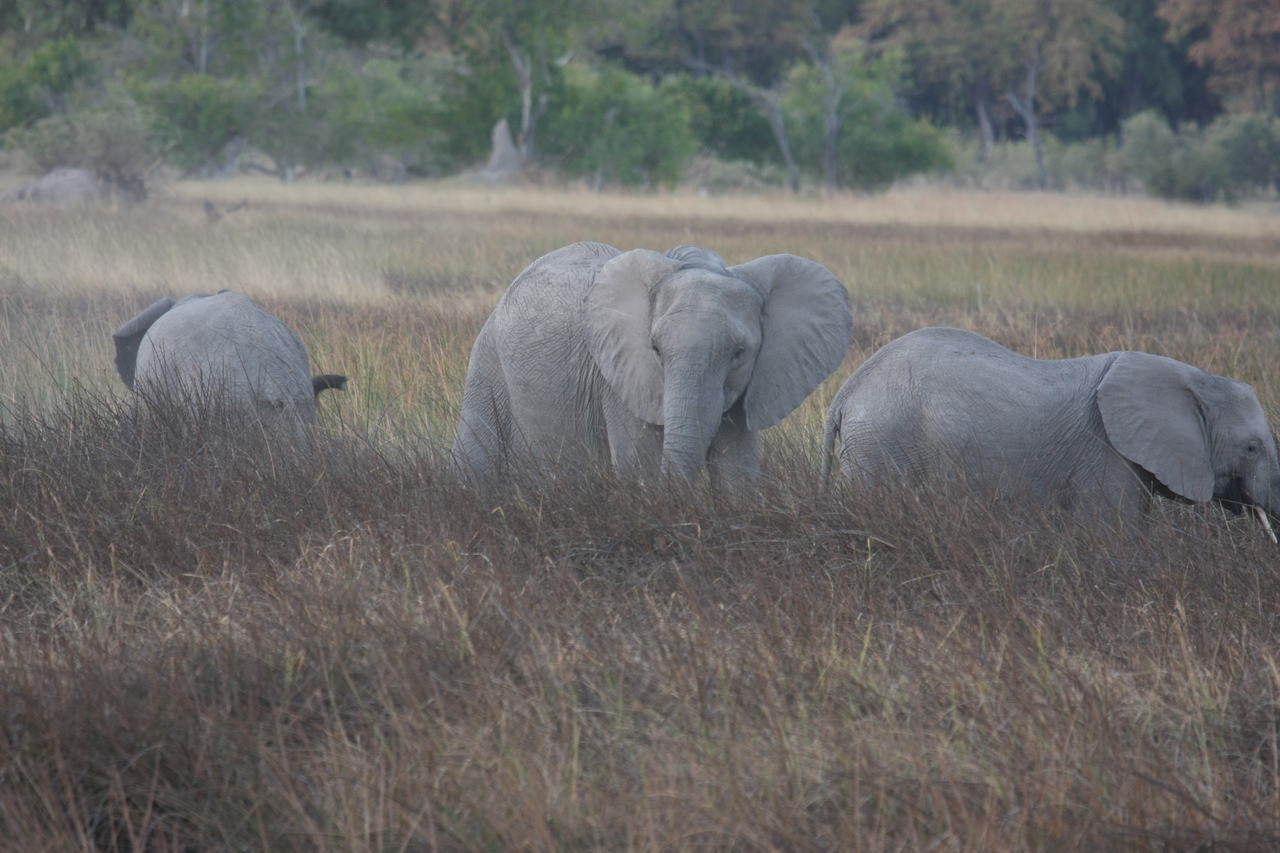 [20264] 2016_06_28_11_56_40_Africa_Canon_EOS_40D_IMG__10634.jpg