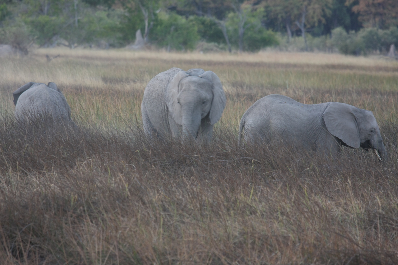 [20266] 2016_06_28_11_56_42_Africa_Canon_EOS_40D_IMG__00803.jpg