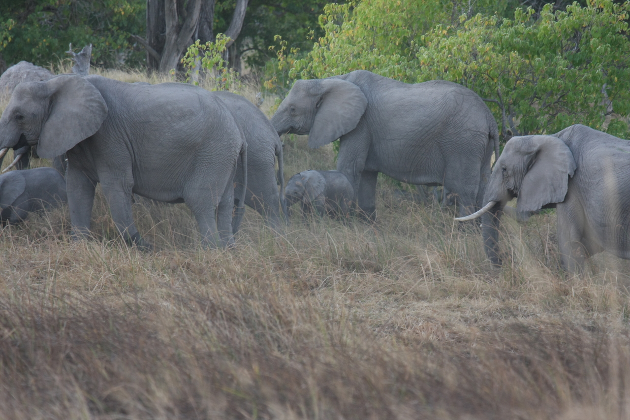 [20272] 2016_06_28_11_57_04_Africa_Canon_EOS_40D_IMG__03191.jpg