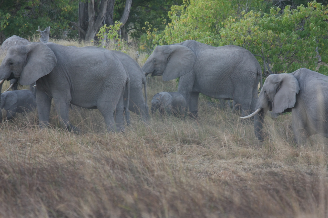 [20276] 2016_06_28_11_57_04_Africa_Canon_EOS_40D_IMG__10639.jpg