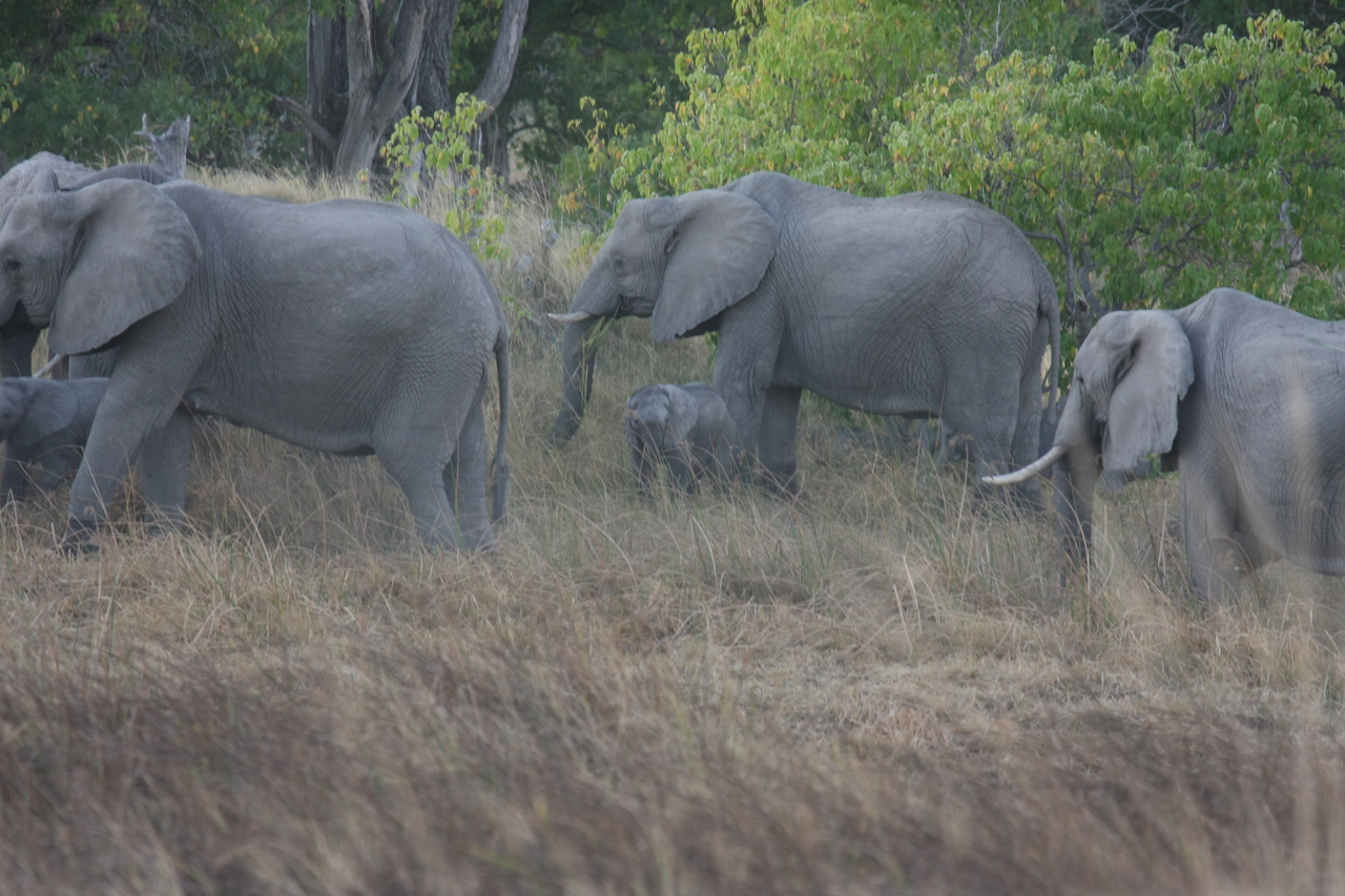 [20285] 2016_06_28_11_57_08_Africa_Canon_EOS_40D_IMG__10642.jpg
