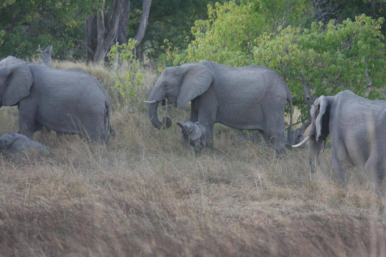 [20293] 2016_06_28_11_57_20_Africa_Canon_EOS_40D_IMG__10644.jpg