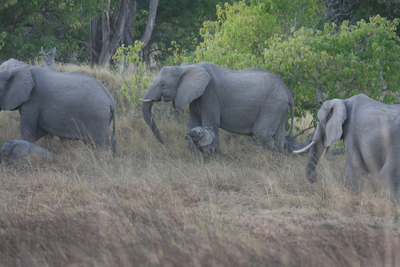 [20296] 2016_06_28_11_57_21_Africa_Canon_EOS_40D_IMG__00814.jpg