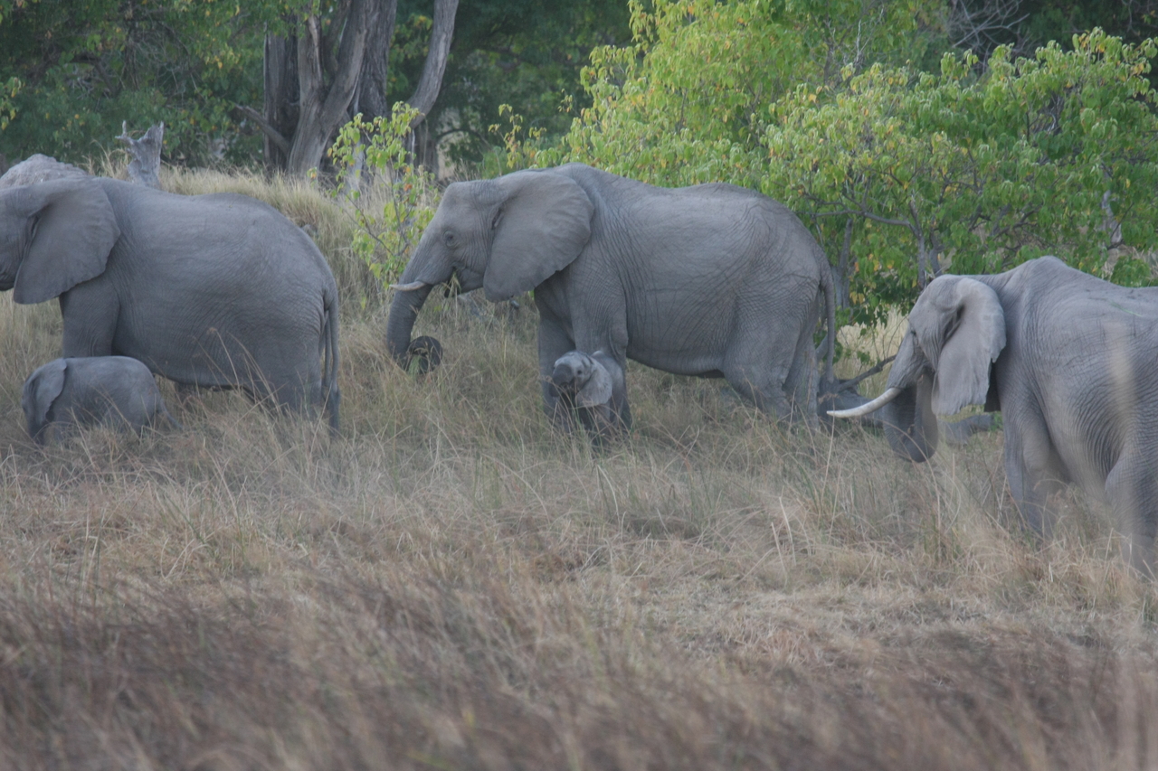 [20309] 2016_06_28_11_57_23_Africa_Canon_EOS_40D_IMG__00819.jpg