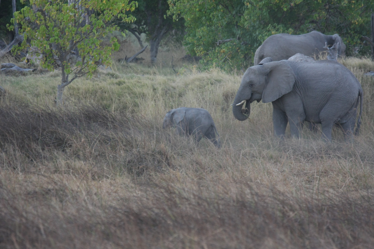 [20321] 2016_06_28_11_57_34_Africa_Canon_EOS_40D_IMG__10655.jpg