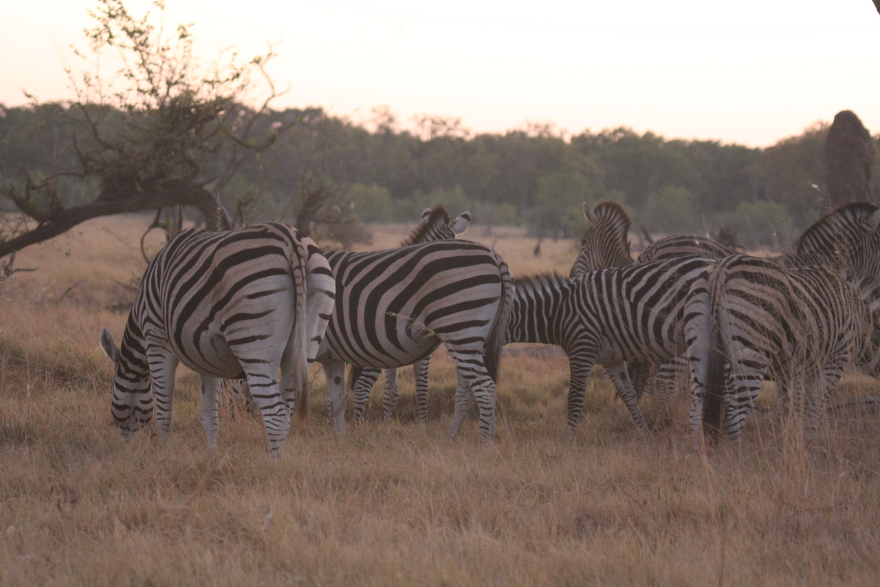[20495] 2016_06_29_00_49_08_Africa_Canon_EOS_40D_IMG__00001.jpg