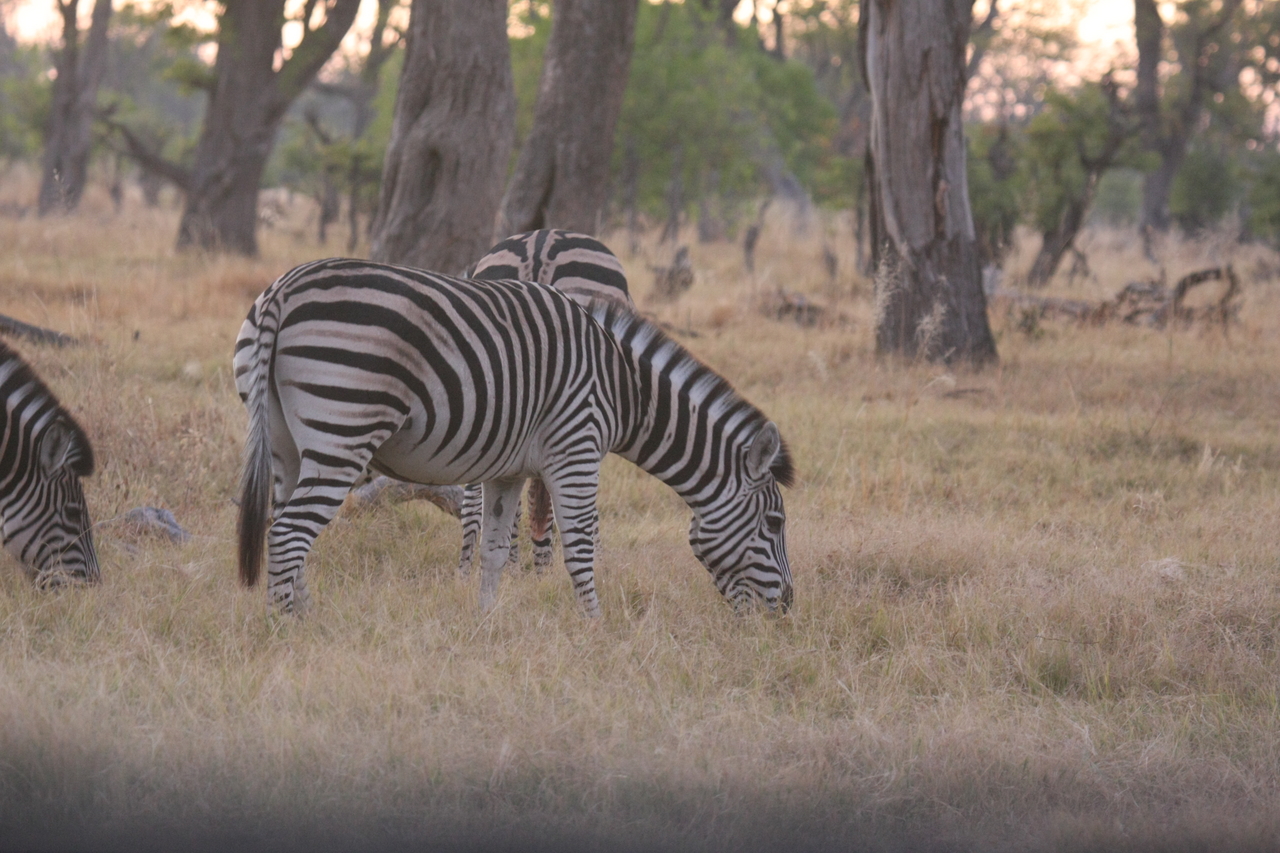 [20505] 2016_06_29_00_49_23_Africa_Canon_EOS_40D_IMG__10802.jpg