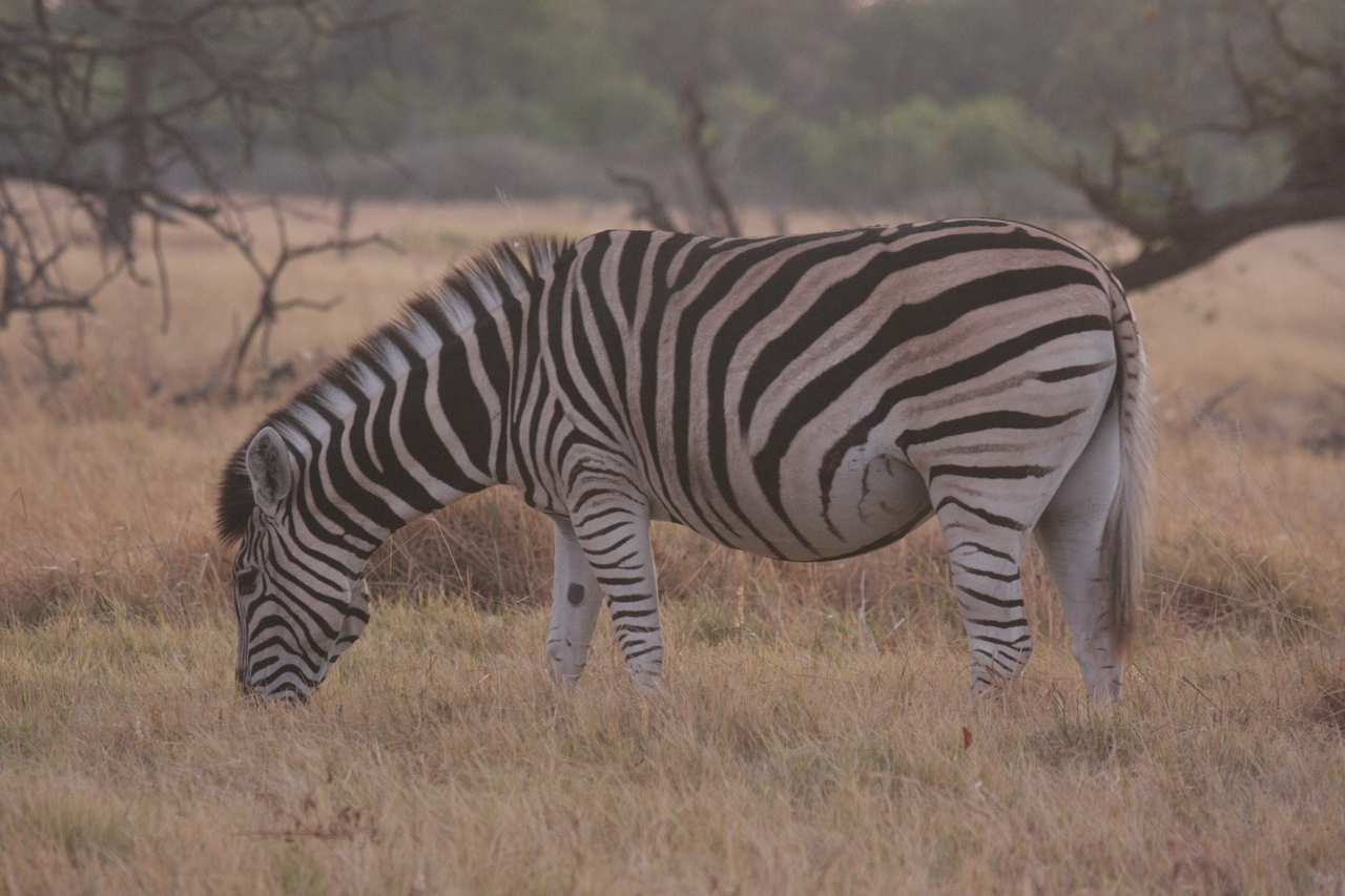 [20515] 2016_06_29_00_49_40_Africa_Canon_EOS_40D_IMG__11130.jpg