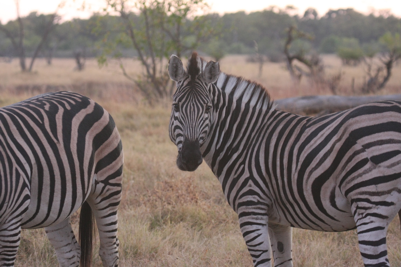 [20517] 2016_06_29_00_50_10_Africa_Canon_EOS_40D_IMG__00463.jpg