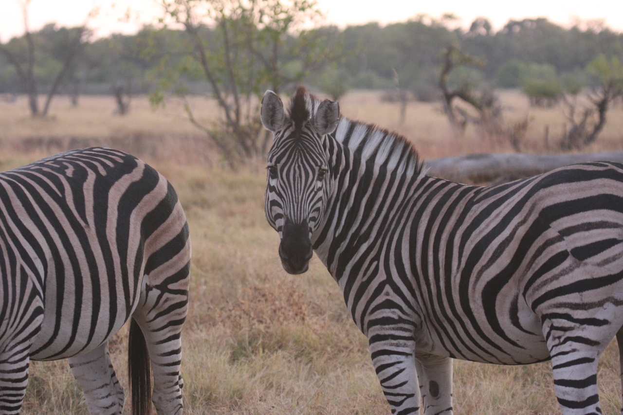 [20520] 2016_06_29_00_50_10_Africa_Canon_EOS_40D_IMG__11141.jpg