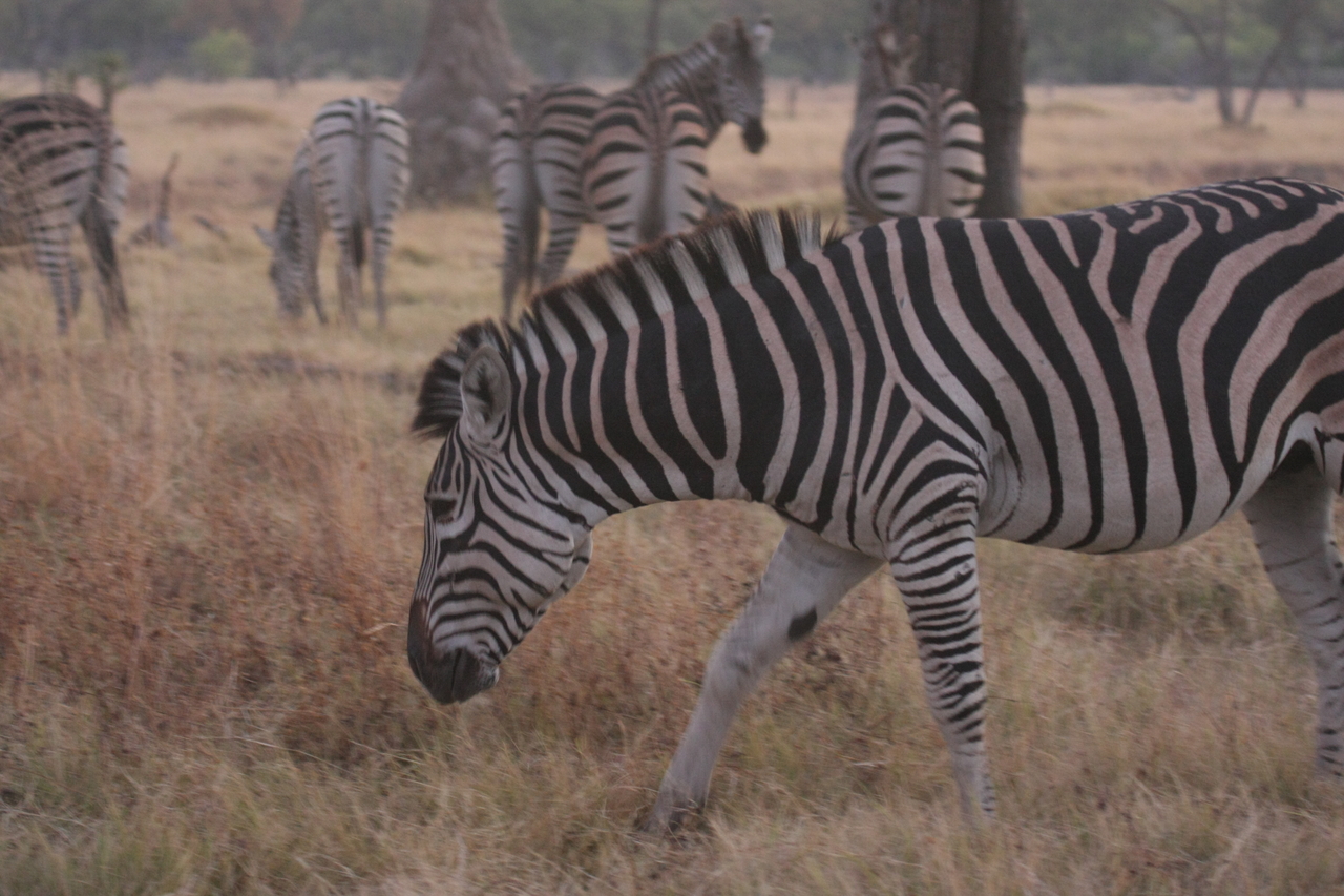 [20532] 2016_06_29_00_50_41_Africa_Canon_EOS_40D_IMG__10703.jpg