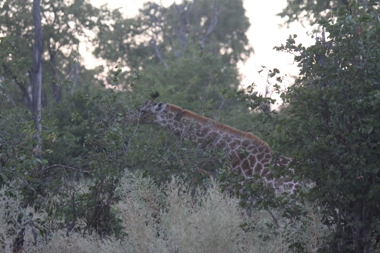 [20542] 2016_06_29_00_56_02_Africa_Canon_EOS_40D_IMG__10747.jpg