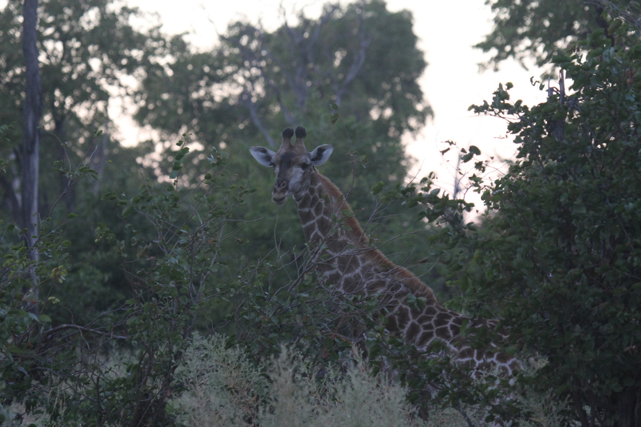 [20544] 2016_06_29_00_56_09_Africa_Canon_EOS_40D_IMG__00080.jpg