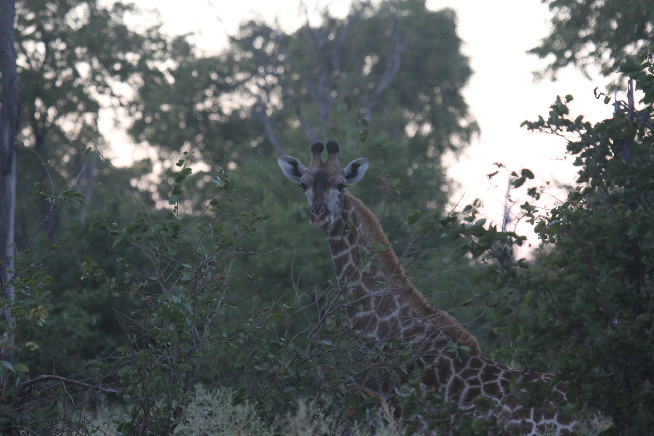 [20563] 2016_06_29_00_56_12_Africa_Canon_EOS_40D_IMG__10825.jpg