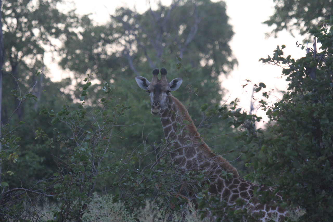 [20569] 2016_06_29_00_56_13_Africa_Canon_EOS_40D_IMG__10847.jpg