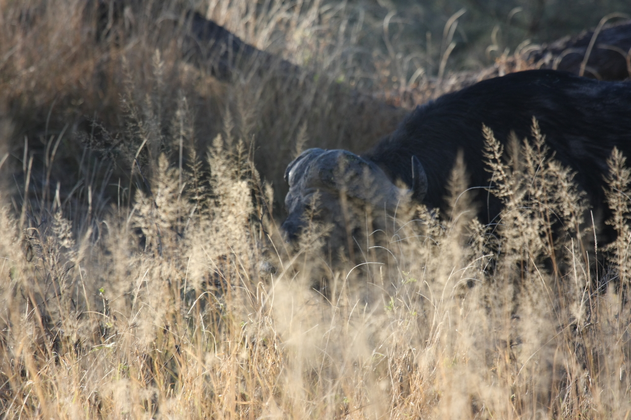 [20585] 2016_06_29_02_02_11_Africa_Canon_EOS_40D_IMG__00225.jpg
