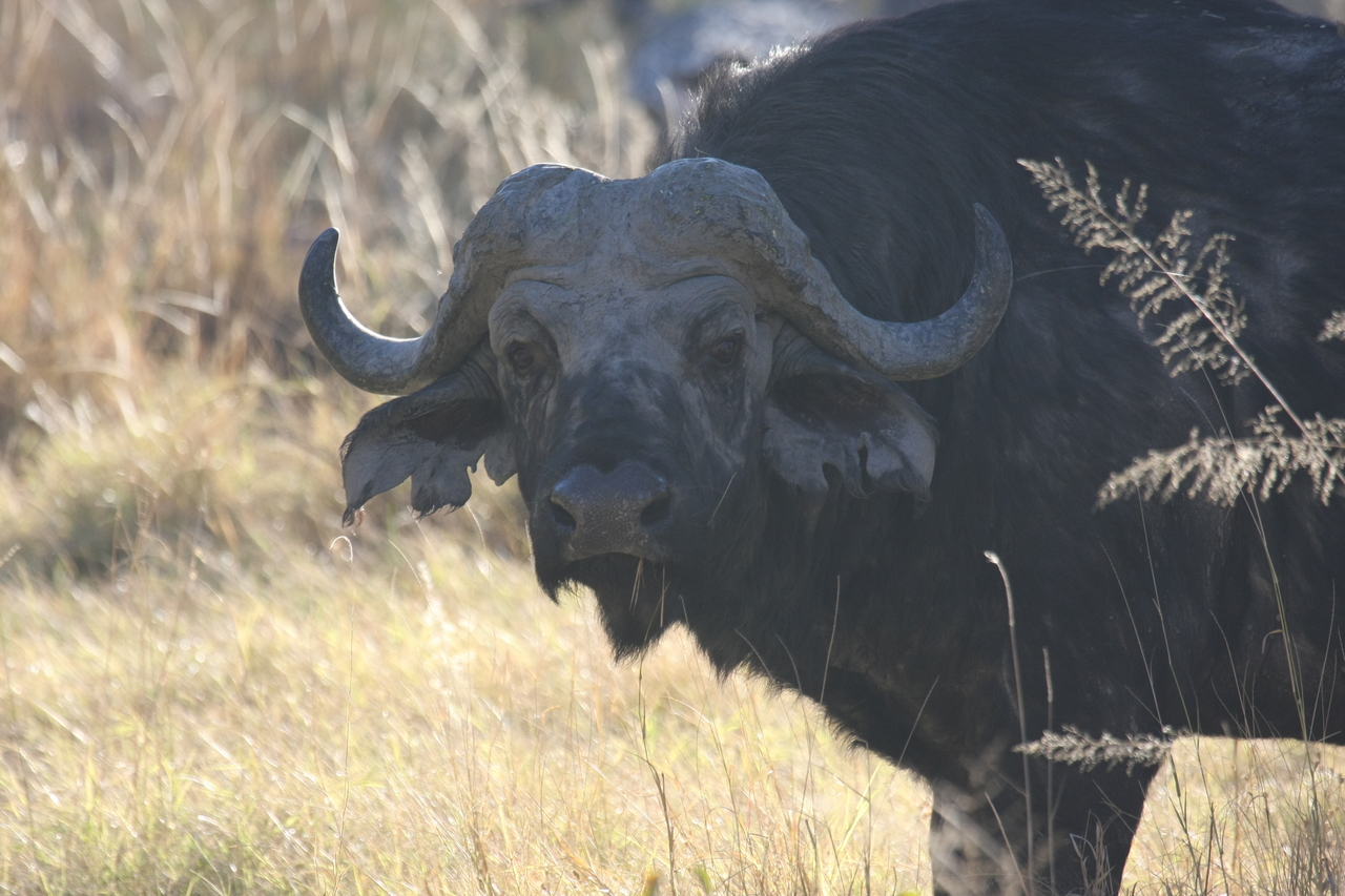 [20591] 2016_06_29_02_04_03_Africa_Canon_EOS_40D_IMG__00247.jpg