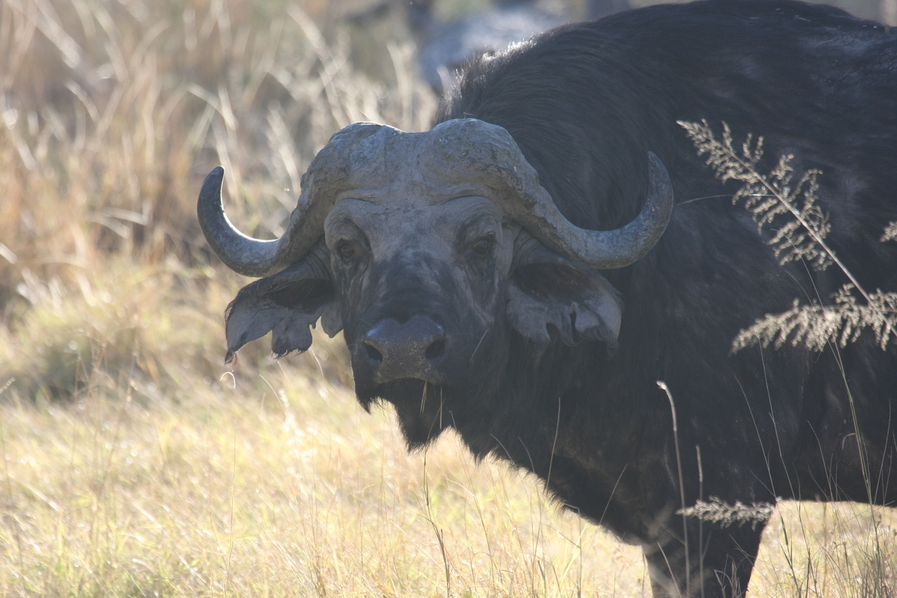 [20592] 2016_06_29_02_04_03_Africa_Canon_EOS_40D_IMG__00258.jpg
