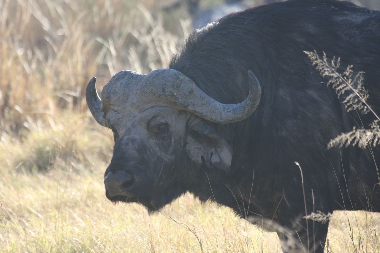 [20602] 2016_06_29_02_04_06_Africa_Canon_EOS_40D_IMG__10969.jpg