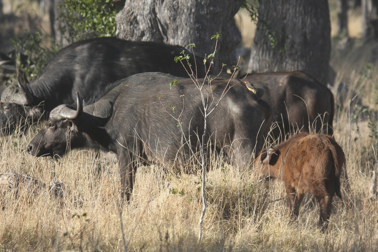 [20608] 2016_06_29_02_16_10_Africa_Canon_EOS_40D_IMG__10991.jpg